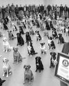HIGIT 100 ASO, SABAY-SABAY NA UMUPO PARA SA GUINNESS WORLD RECORD!9
