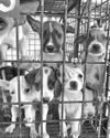 Public urged: Don’t buy pups from street vendors Public urged: Don’t buy pups from street vendors