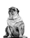 Chonky Furry Best Buds: Dog Obesity Gene Shared by Humans Chonky Furry Best Buds: Dog Obesity Gene Shared by Humans