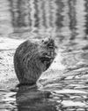 MANY ANIMAL 'GEOMORPHS' UNDER THREAT MANY ANIMAL 'GEOMORPHS' UNDER THREAT