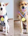 Two tracker dogs awarded in fight vs insurgency1