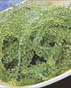 Phi out to regain stature as top seaweed exporter Phi out to regain stature as top seaweed exporter21