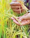 Bumper harvest of palay seen in Q111