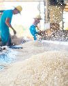 Rice, corn mills close shop in over 1,000 barangays