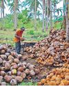 Thai Firm Investing P1B for Coconut Processing Facility Thai Firm Investing P1B for Coconut Processing Facility