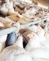 Phl to halt Brazil poultry imports Phl to halt Brazil poultry imports