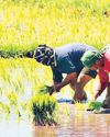 Higher tariff collections boost fund for rice farmers to P34 B Higher tariff collections boost fund for rice farmers to P34 B45