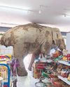 'Eat and run' elephant raids grocery in Thailand40