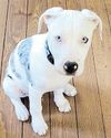 US Police Who Shot Puppy to Face Lawsuit Trial30