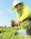 Satellite-based crop insurance to benefit rice farmers - IRRI55