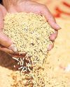 Palay Prices Rise Ahead of Rice Import Suspension71