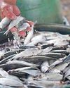 Fish production seen to rebound in second half Fish production seen to rebound in second half59