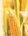 Rice, corn stocks up in November Rice, corn stocks up in November75