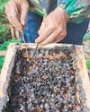 Phl scientists develop test to verify authenticity of stingless bee honey Phl scientists develop test to verify authenticity of stingless bee honey48