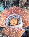 The Philippine Star