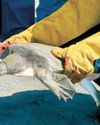 Rescued softshell turtle released in Apayao river30