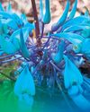 Rare jade vine discovery bares Cagayan forests' health21