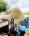 Palay harvest seen to drop 6.9% in Q139