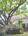 Where to find Heritage Trees around Metro Manila The Philippine Star
