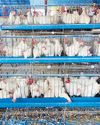 Chicken output rises 5.8% in Q1 Chicken output rises 5.8% in Q160