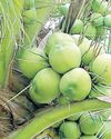 Coconut sector leaders seek better funding, market access Coconut sector leaders seek better funding, market access52