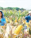 ‘Corn farmers risk losing P12 B from import quota hike’ ‘Corn farmers risk losing P12 B from import quota hike’61