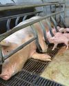 Enough is enough ...let's end factory farm cruelty now12