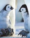 Gossip Girl Blake delivers lively insight into world of penguins20