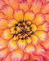Dazzling dahlias37