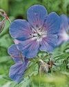 Geranium mania Geranium mania51