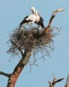 Storks bring bundles of joy to Britain35