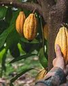 Chocolate of the future could be brewed like beer26