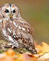 Can it rain on owls' parade? Can it rain on owls' parade?40