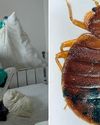 Bedbug callouts up 200 per cent as Britons 'panicking'10