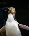 New Zealand's bird of the year picked up by a penguin