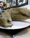 Russian scientists reveal baby mammoth remains