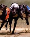 Greyhound racing hit by birth control drug scandal