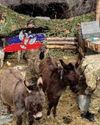 Moscow mules: Russians use donkeys in war effort