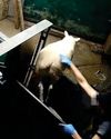 Abattoir staff inflicted pain, fear and distress’ on sheep