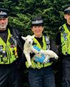 Vegan who stole lamb from farm admits animal cruelty The Independent