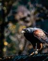 Hormonal hawk's reign of hairless terror finally over The Independent