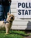 'Endless Davids': Figures show gender inequality of local election candidates The Independent