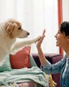 Hounds of love: dog owners prefer pooches to partners The Independent