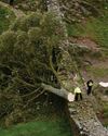 Sycamore Gap mystery endures as duo face trial The Independent