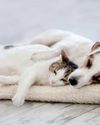 It's feigning cats and dogs The Independent