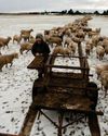 Shear numbers: human population set to surpass sheep in New Zealand