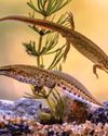 PM's war on newts could breach Brexit deal, says EU