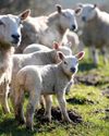 Four-year-old hospitalised and dozens ill as infection linked to a petting farm The Independent