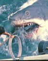 SHARKS BITE BACK22