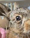 Farmer performs C-section on dead hare to deliver baby9
